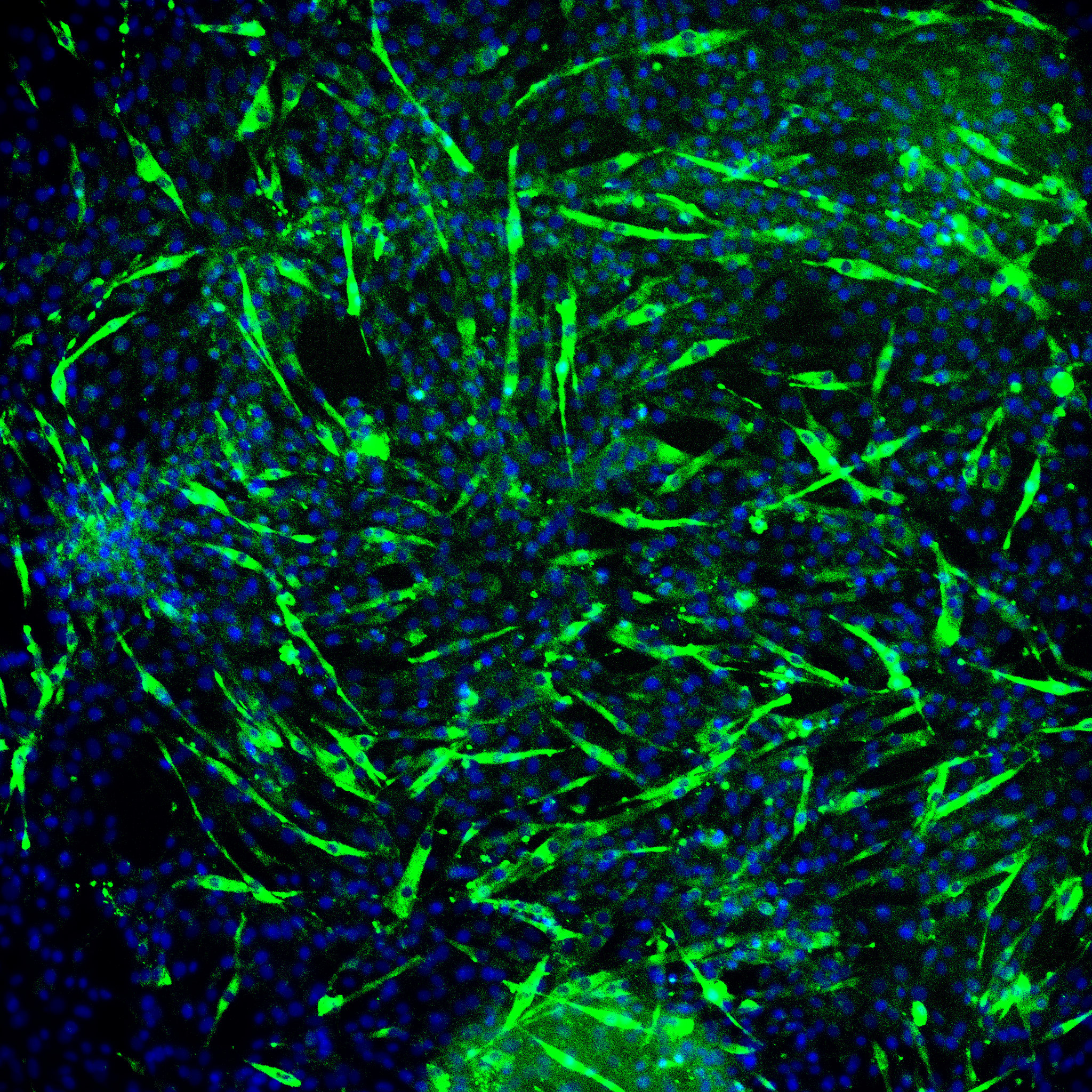C2C12 labelled with Piez01 and DAPI