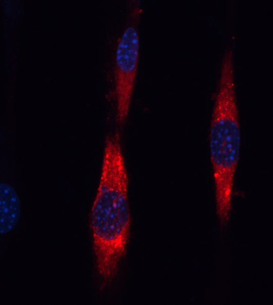 C2C12 labelled with Piez01 and DAPI