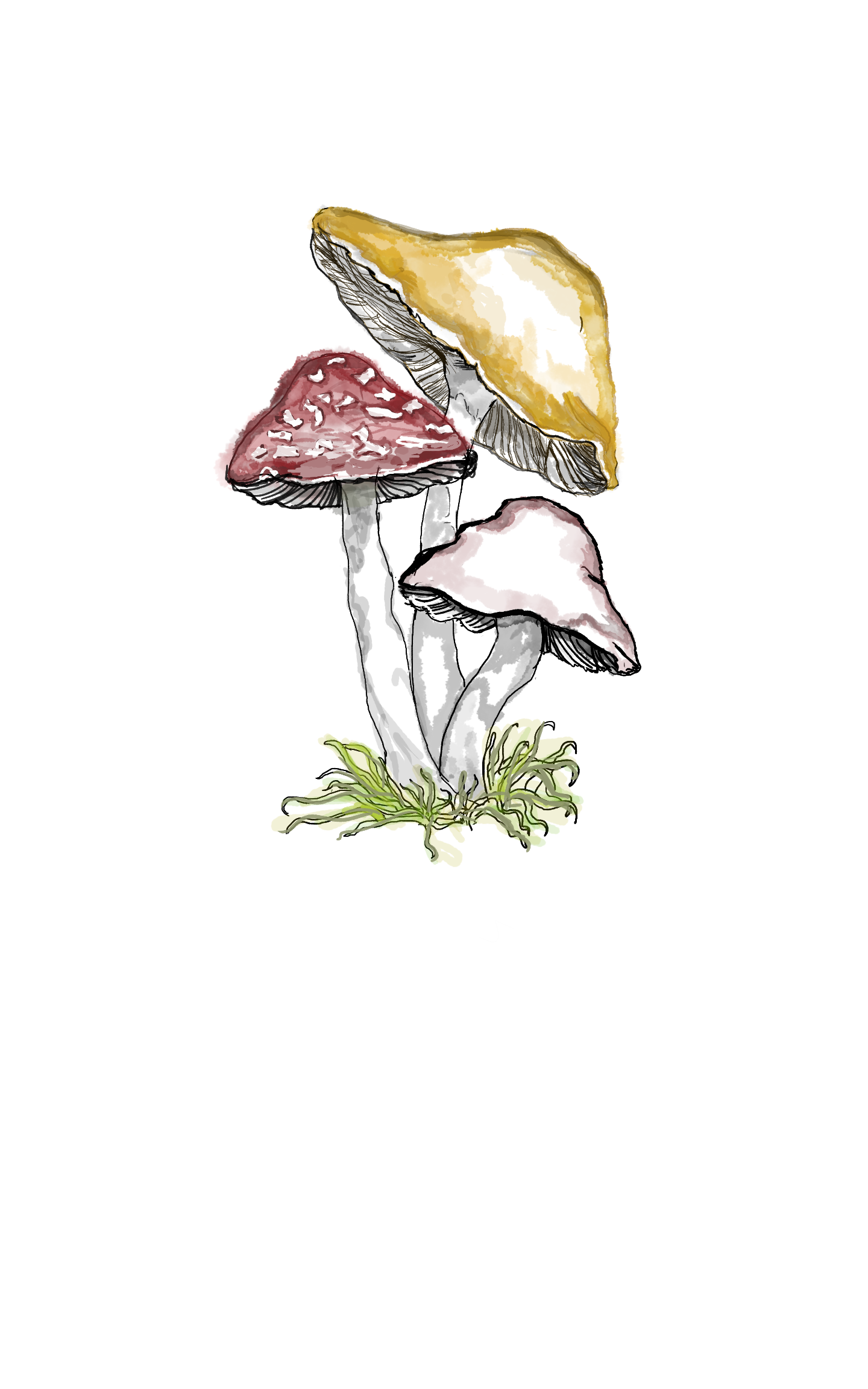 Sketch