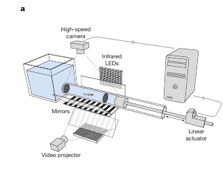 Setup used by Otezia et. al., 2017